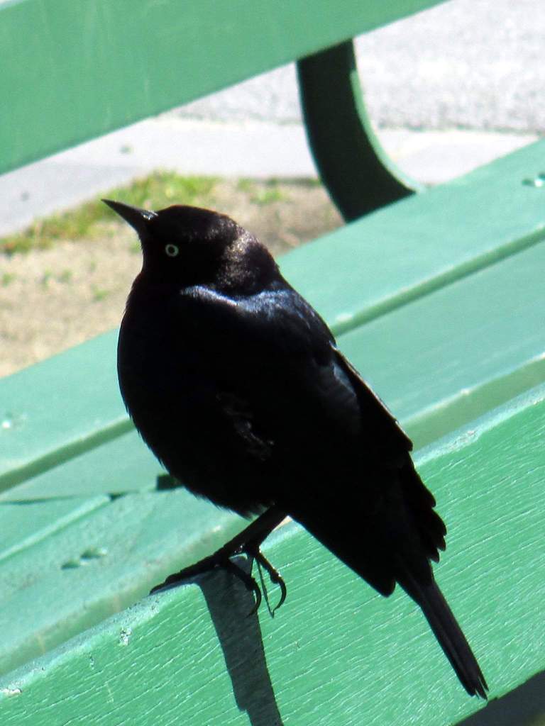 Botanical Gardens San Francisco