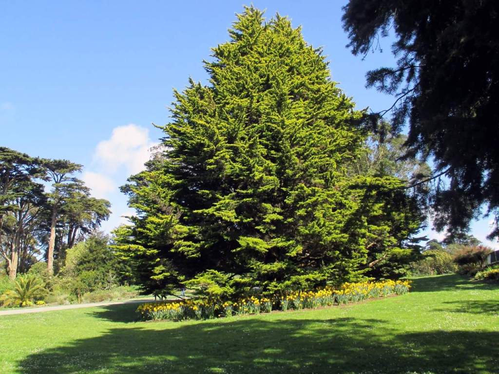 Botanical Gardens San Francisco