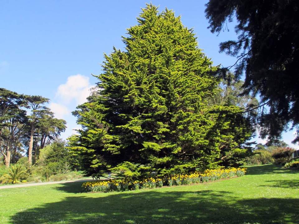Botanical Gardens San Francisco